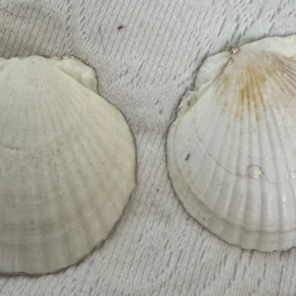 Handmade Decoupage Scallop Shell Trinket Dish Blue, Green Gold Dots - Picture 9 of 9